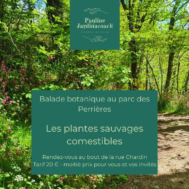 plantes sauvage