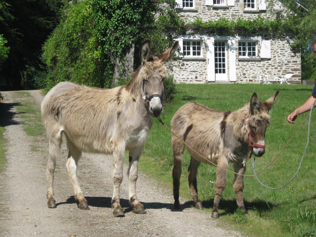 Le Gîte des Ânes- Ludogîte_2