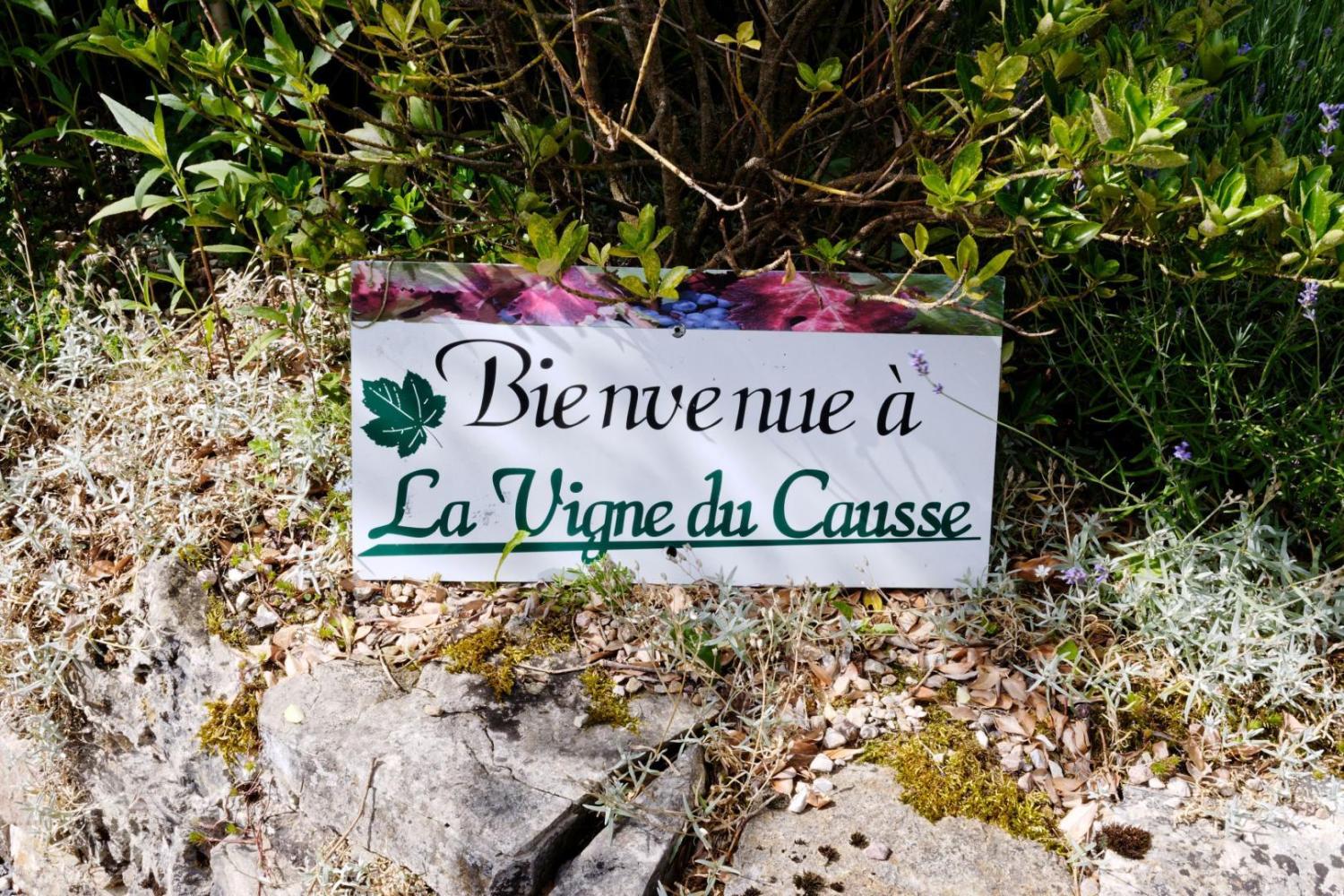 La vigne du causse_4