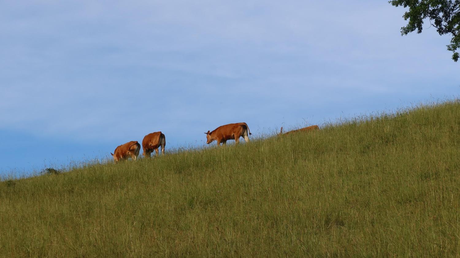 Vaches sur la colline_10