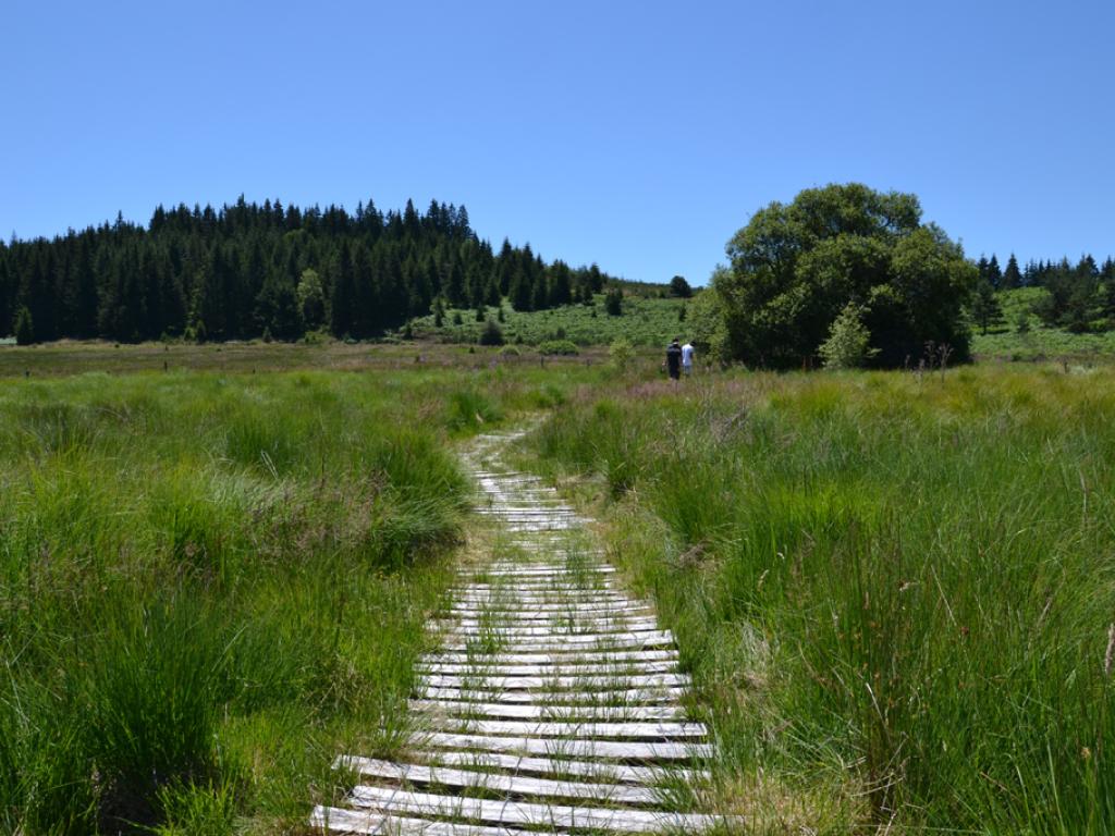 Tourbière du Longeyroux