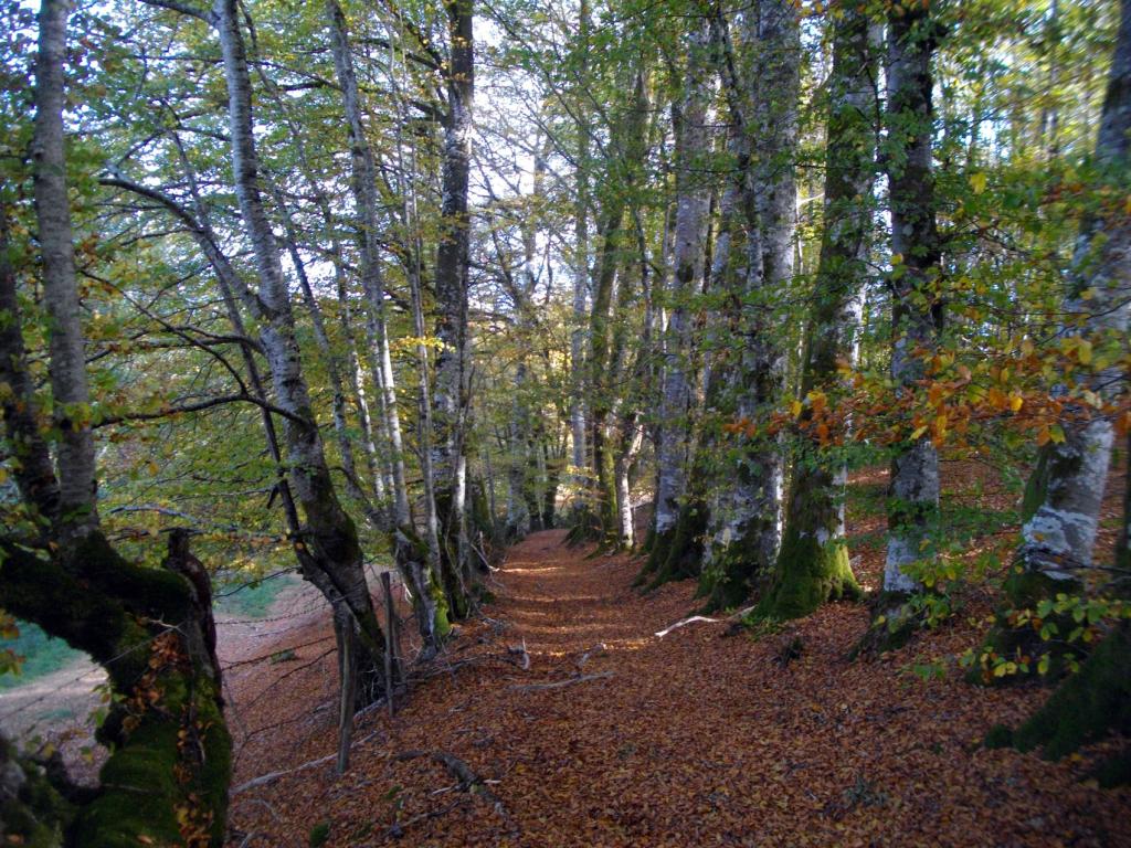 Les Templiers - Version 9 km