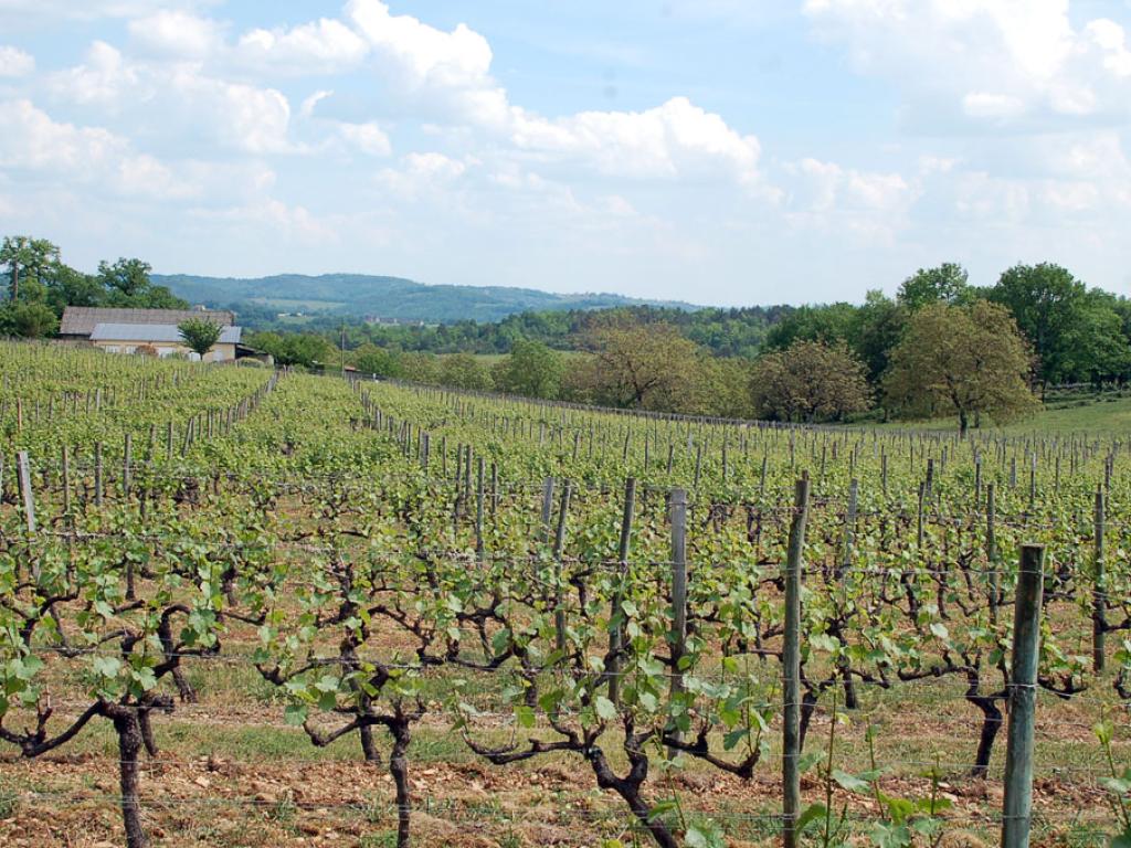 Autour du vignoble