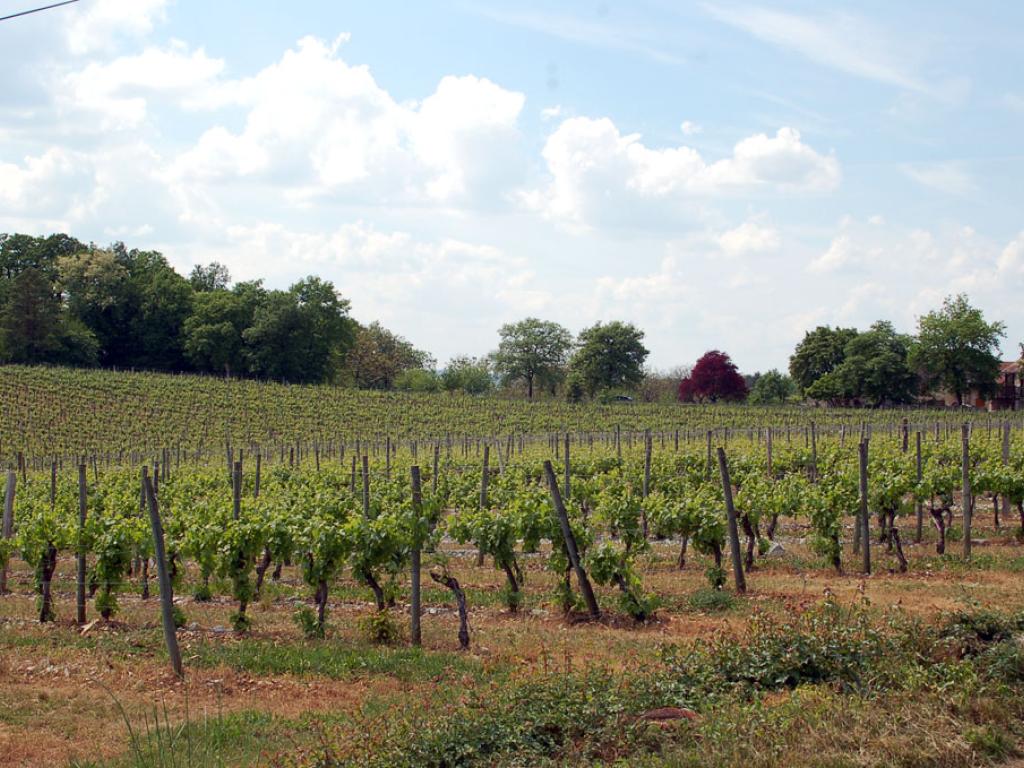 Autour du vignoble