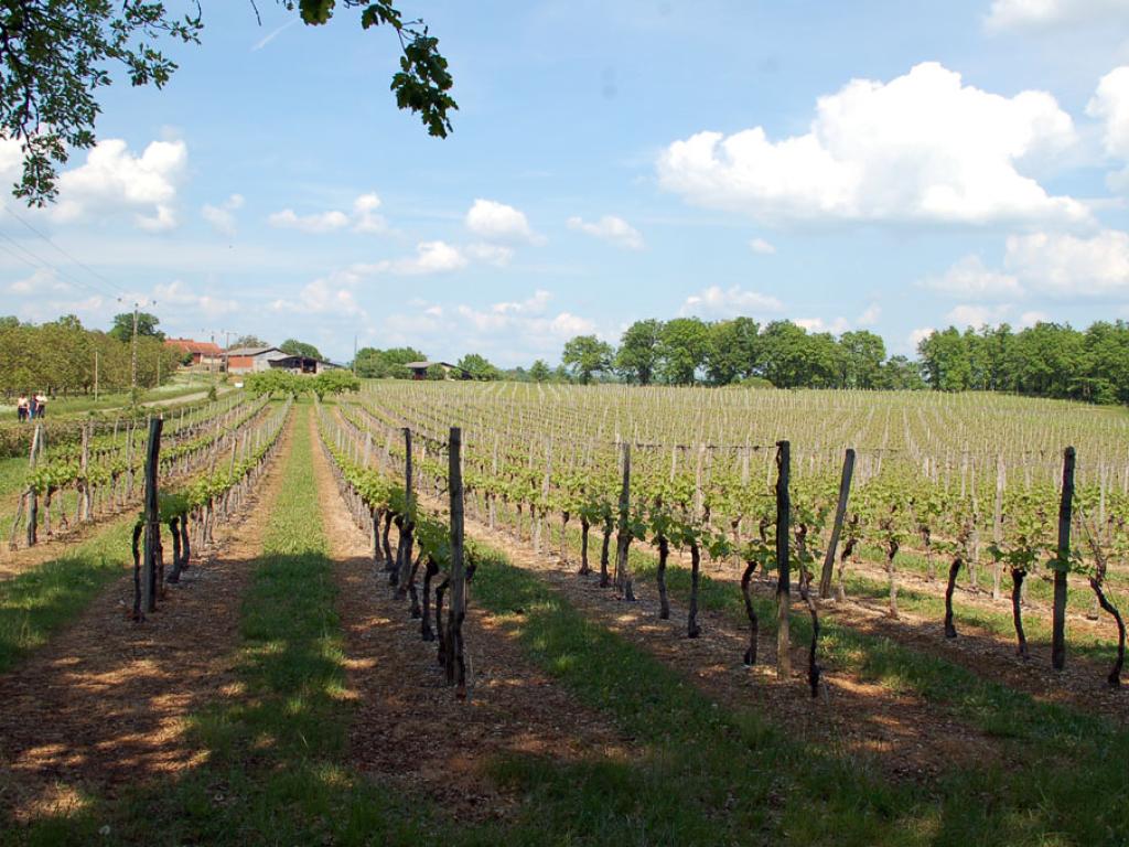 Autour du vignoble