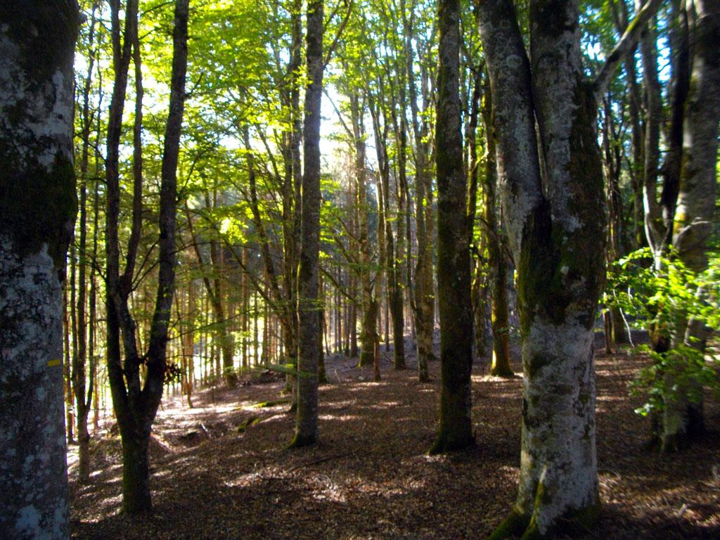 Chemin de campagne