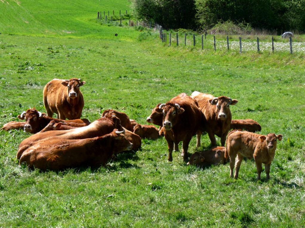 Le pays vert Chanteixois du Puy Maurians aux Zignalets