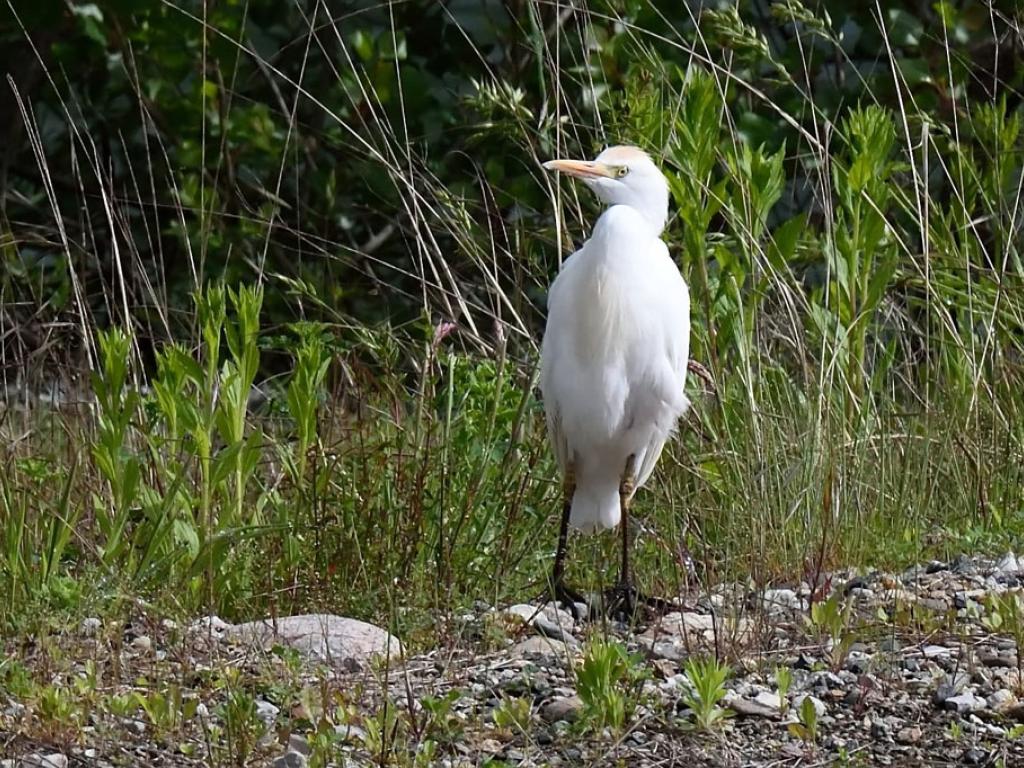 Réserve départementale de biodiversité d’Argentat-sur-Dordogne