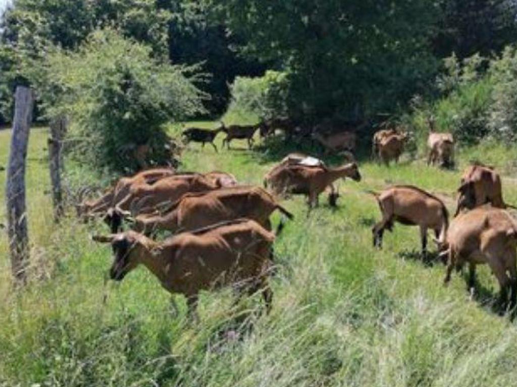 Les Caprines de Bouix