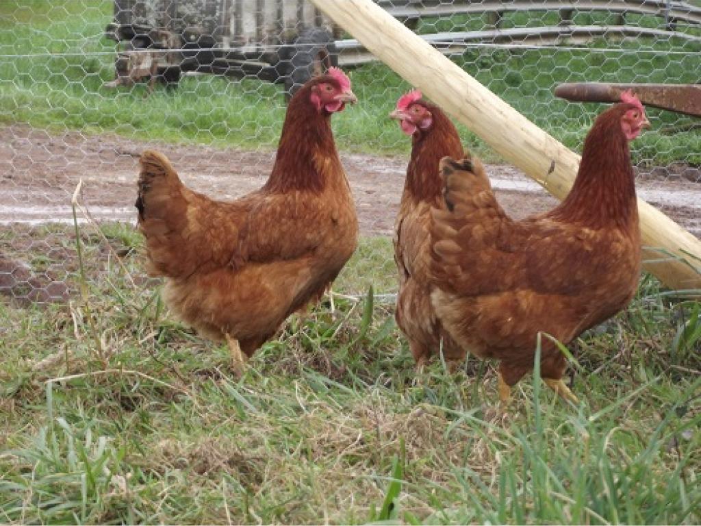 Ferme de Clément