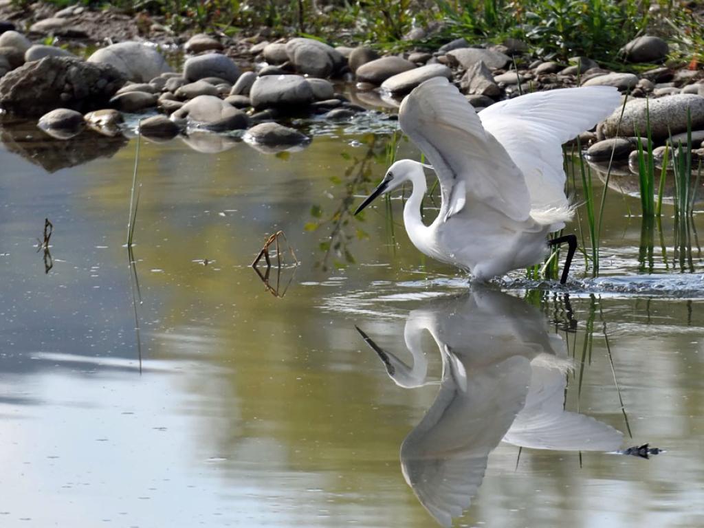 Réserve départementale de biodiversité d’Argentat-sur-Dordogne