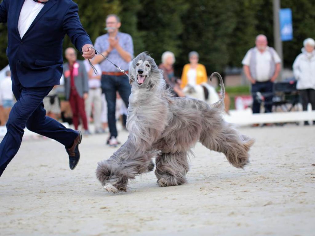 Rassemblement de lévriers