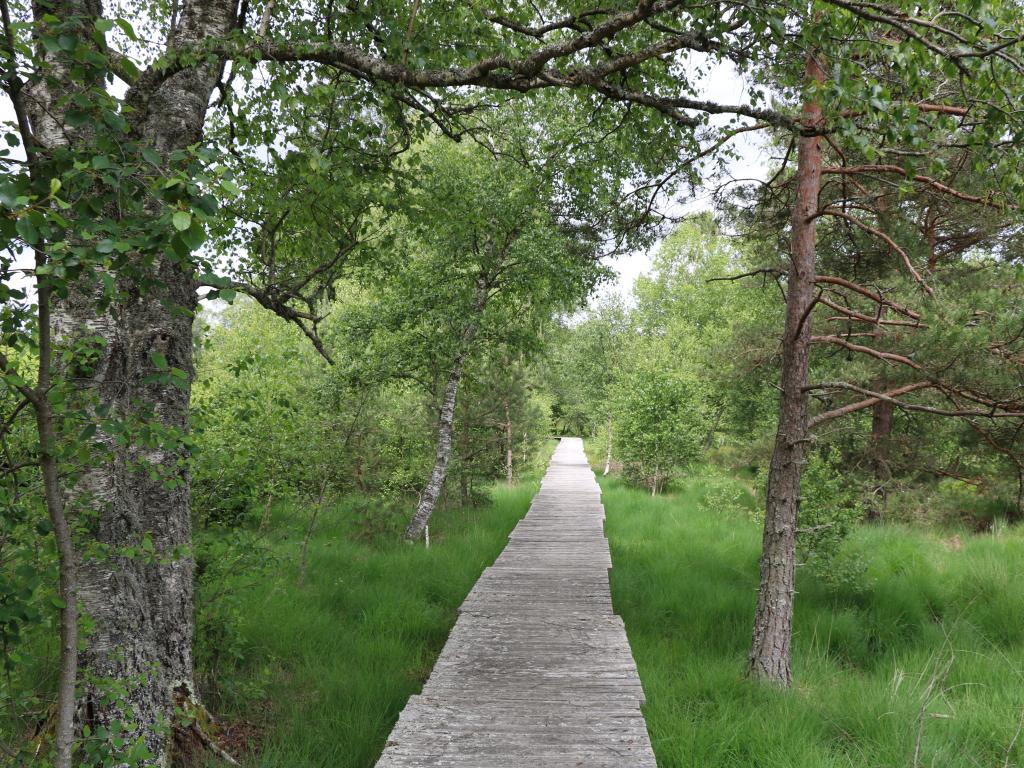 Chemin de découverte de la tourbière de Négarioux-Malsagne