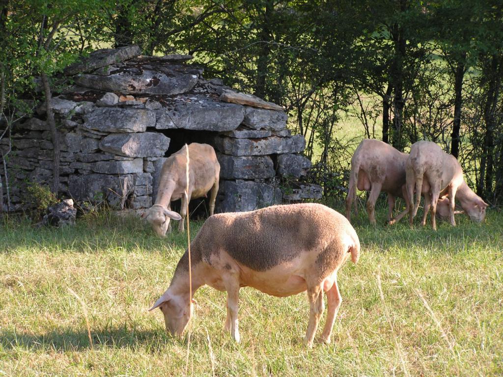 Ferme des Pins