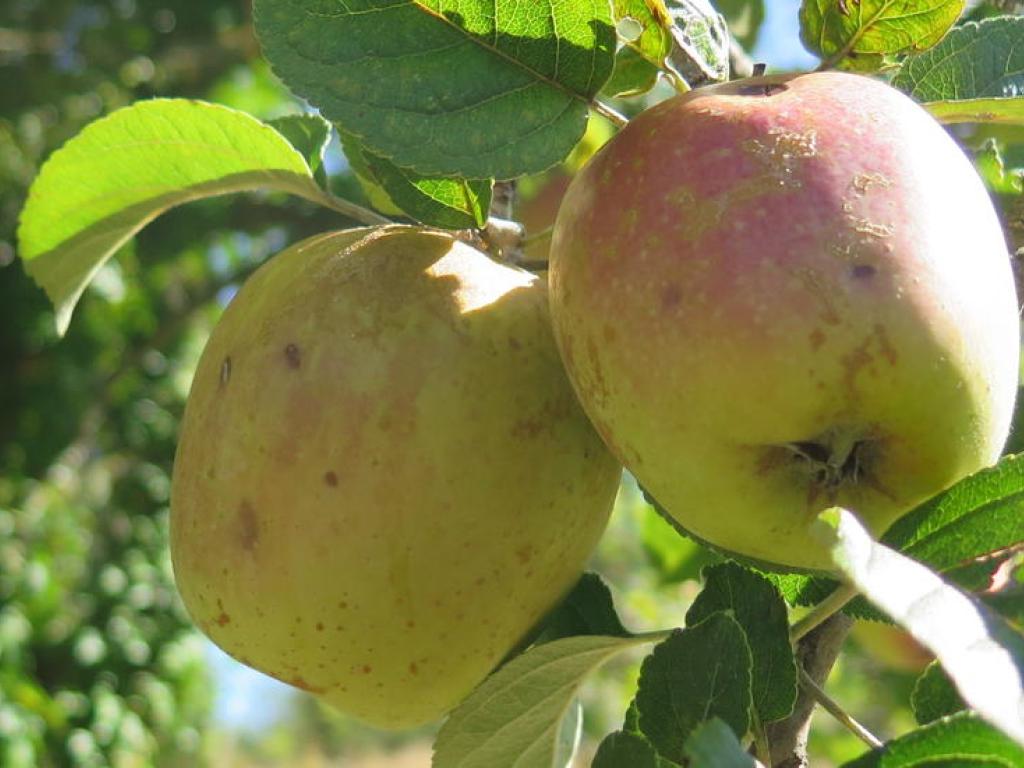 Confrérie de la pomme du Limousin