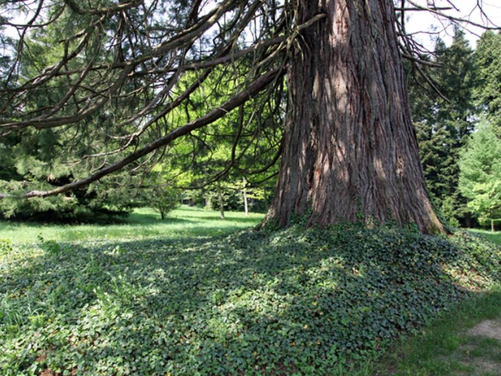 Arboretum du château de Neuvic d'Ussel