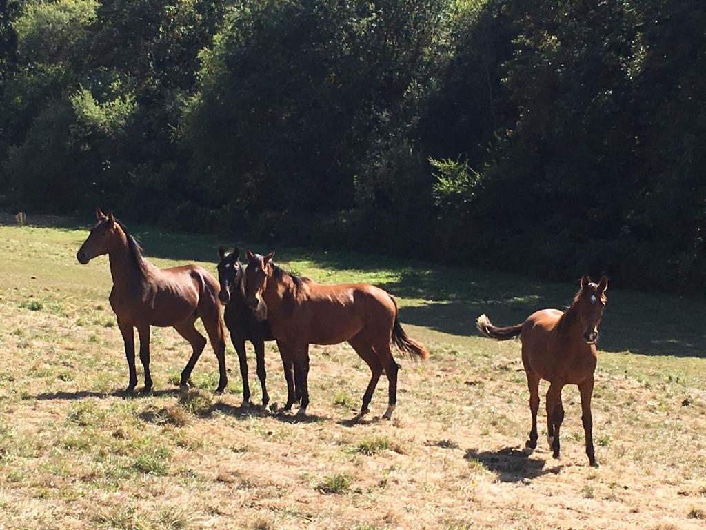 Visite du Domaine de Chignac