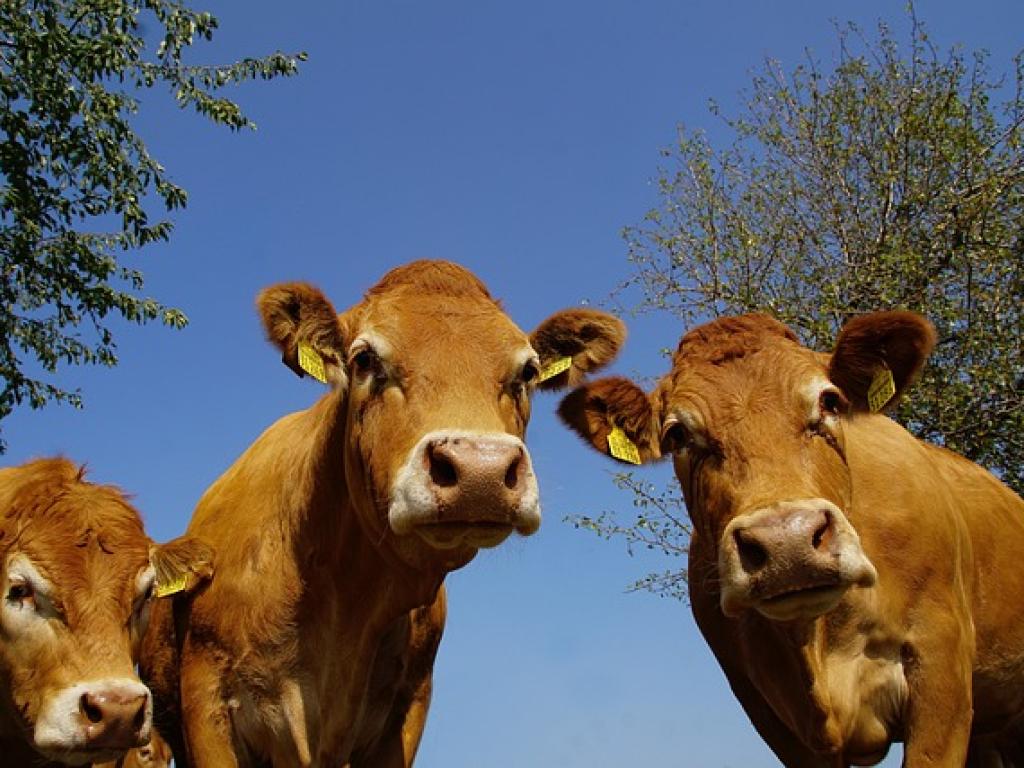 Foire aux veaux de lait