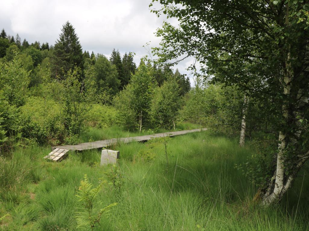 Chemin de découverte de la tourbière de Négarioux-Malsagne