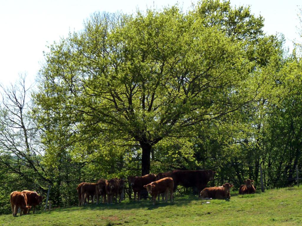 Le pays vert Chanteixois du Puy Maurians aux Zignalets