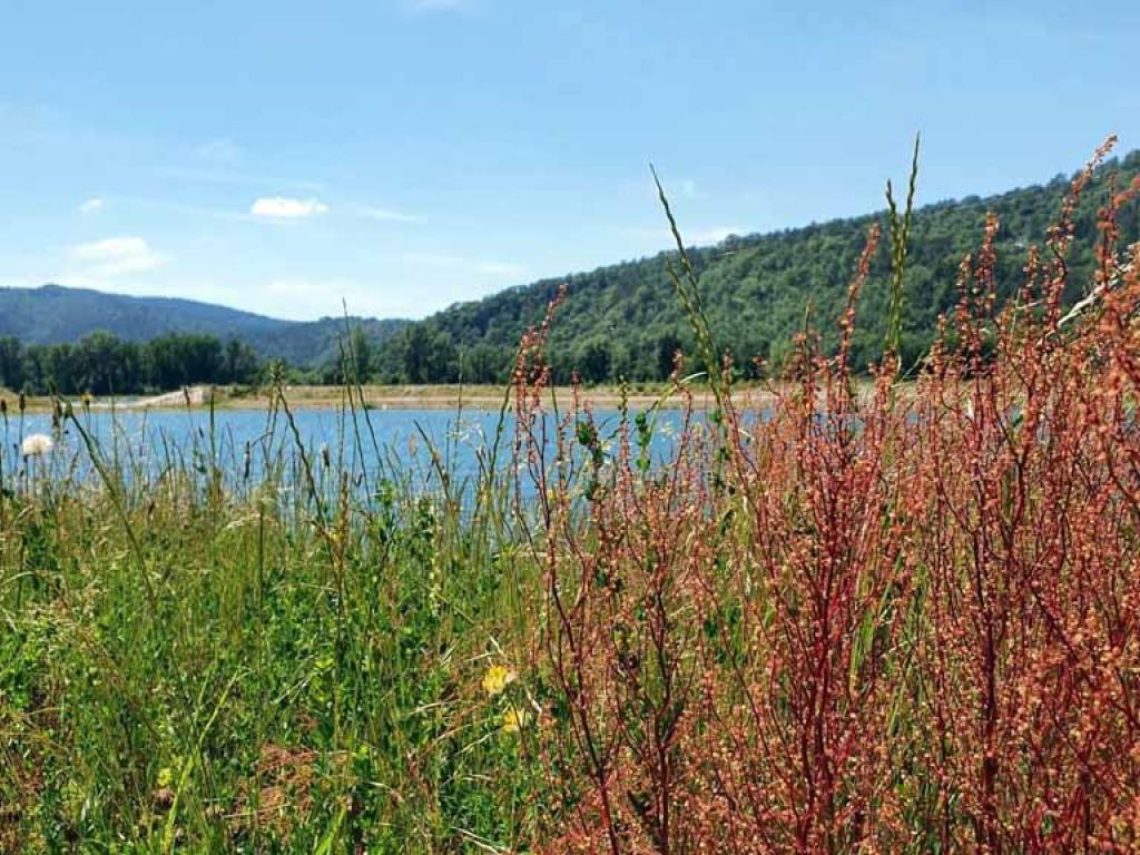 Réserve départementale de biodiversité d’Argentat-sur-Dordogne