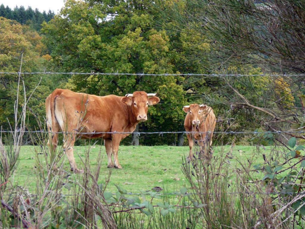 Le toit du Limousin (variante de 17km)