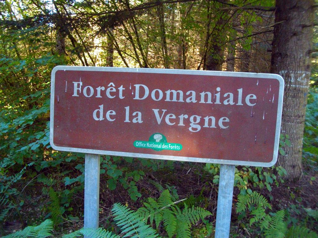 A la découverte de la forêt