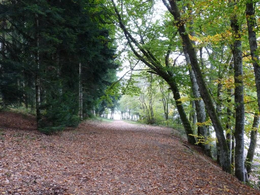 De feuilles en aiguilles (variante de 11 km)