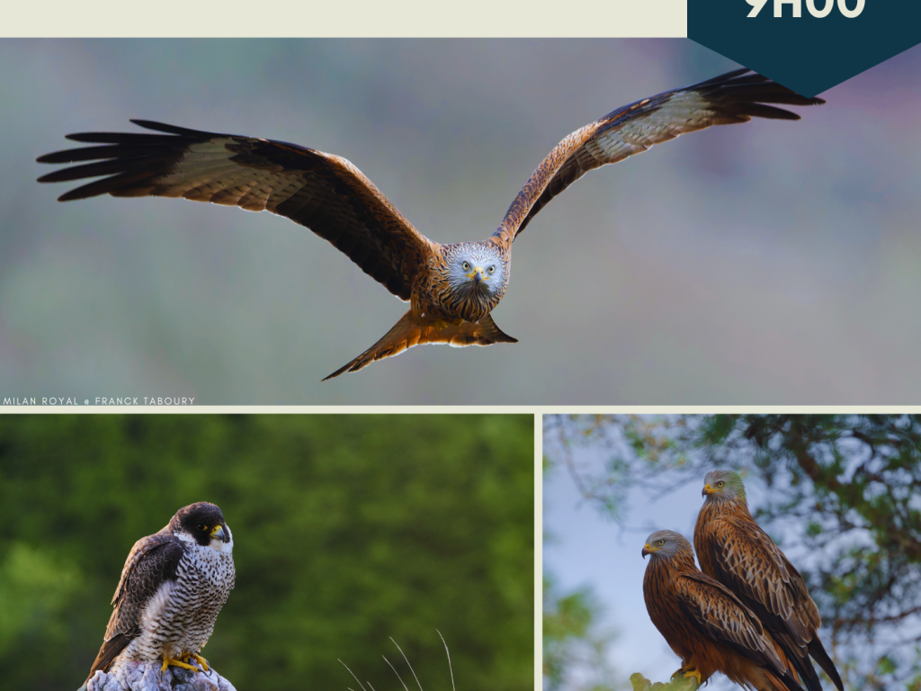 Découverte Les oiseaux des Gorges de la Dordogne