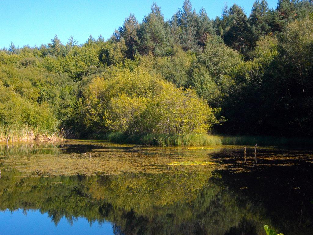 A la découverte de la forêt