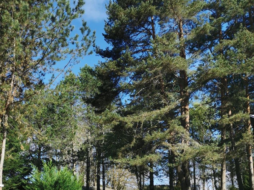 Camping les sapins de Corrèze