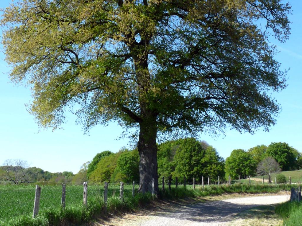 Le pays vert Chanteixois du Puy Maurians aux Zignalets