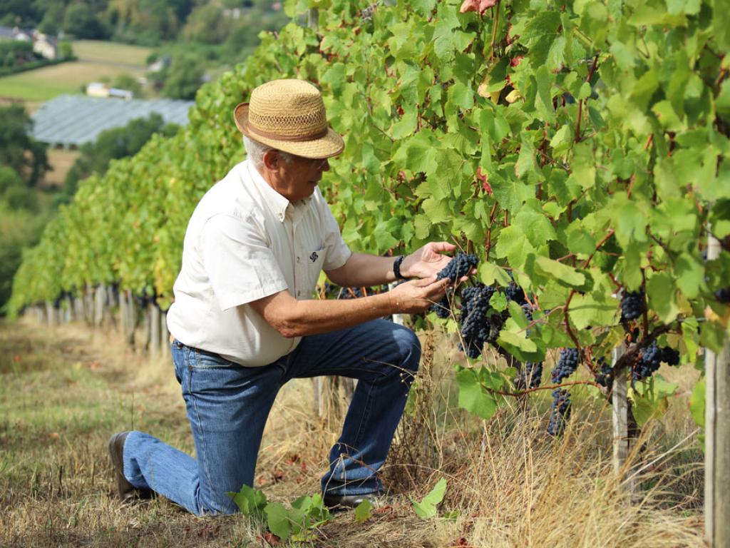 Vignoble des Coteaux de la Vézère