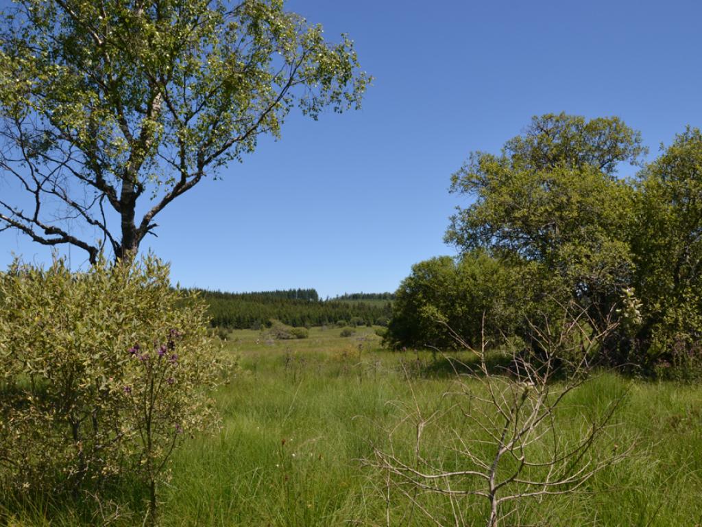 Tourbière du Longeyroux