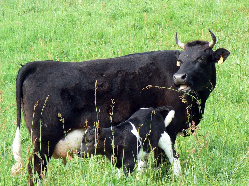 La Ferme de Beyssin