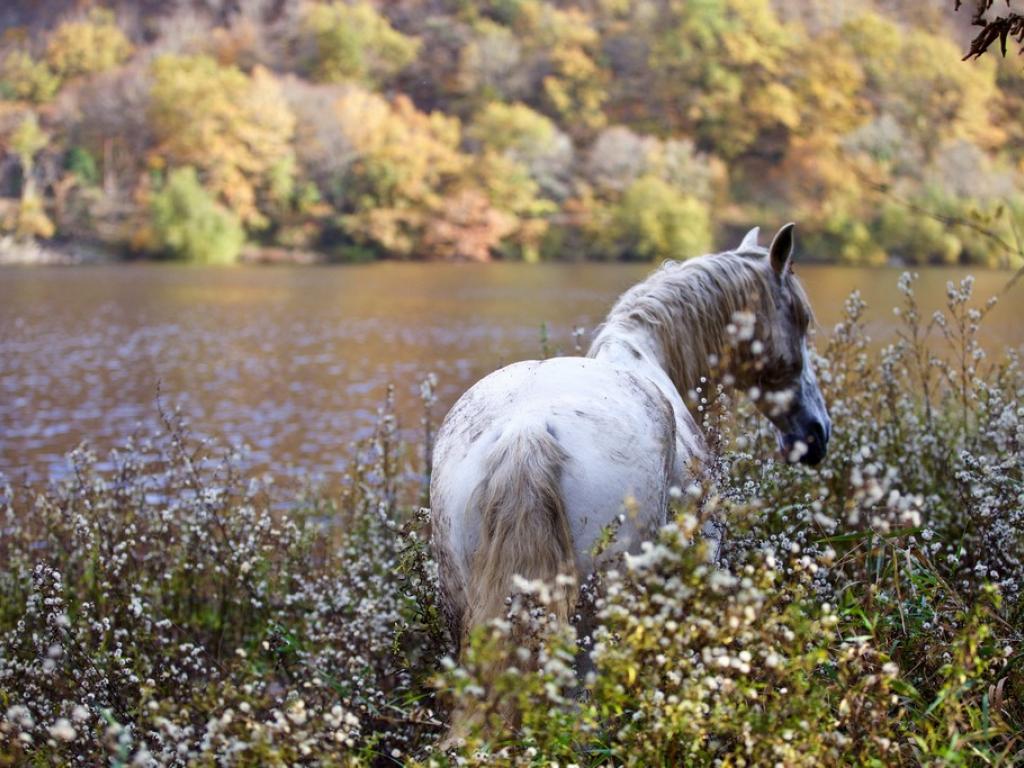 Le Sagi-Ranch