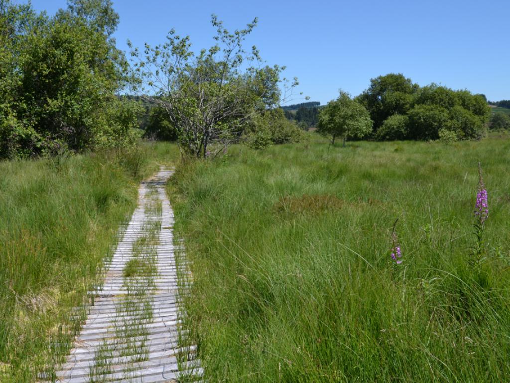 Tourbière du Longeyroux