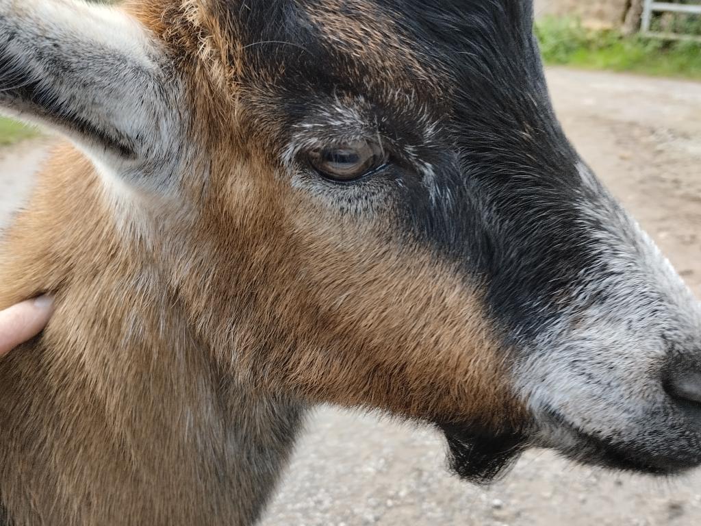 Ferme Pédagogique du Grand Chène