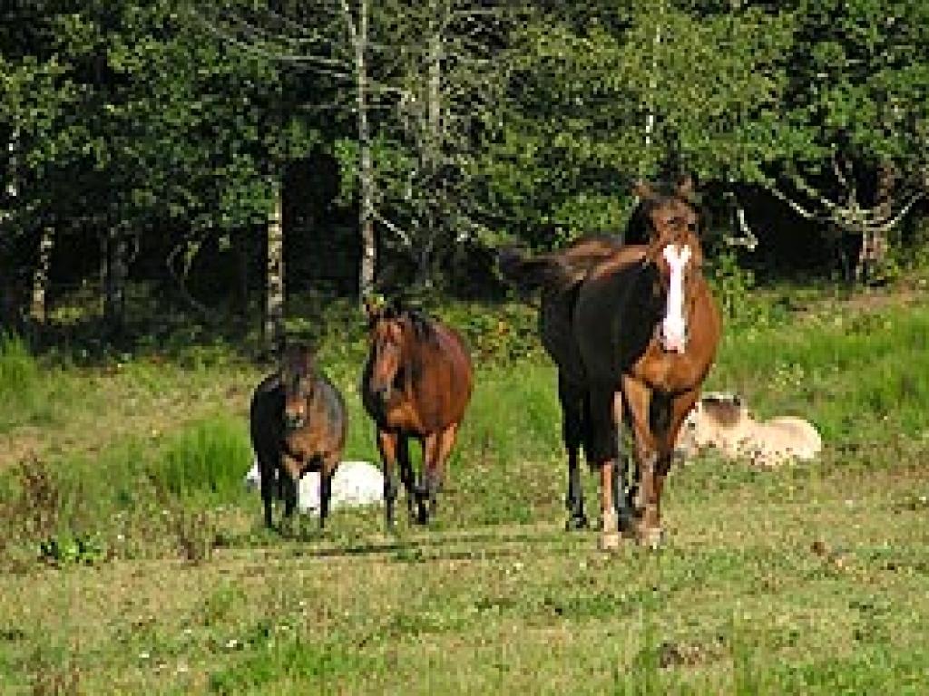 Centre Equestre de Meymac