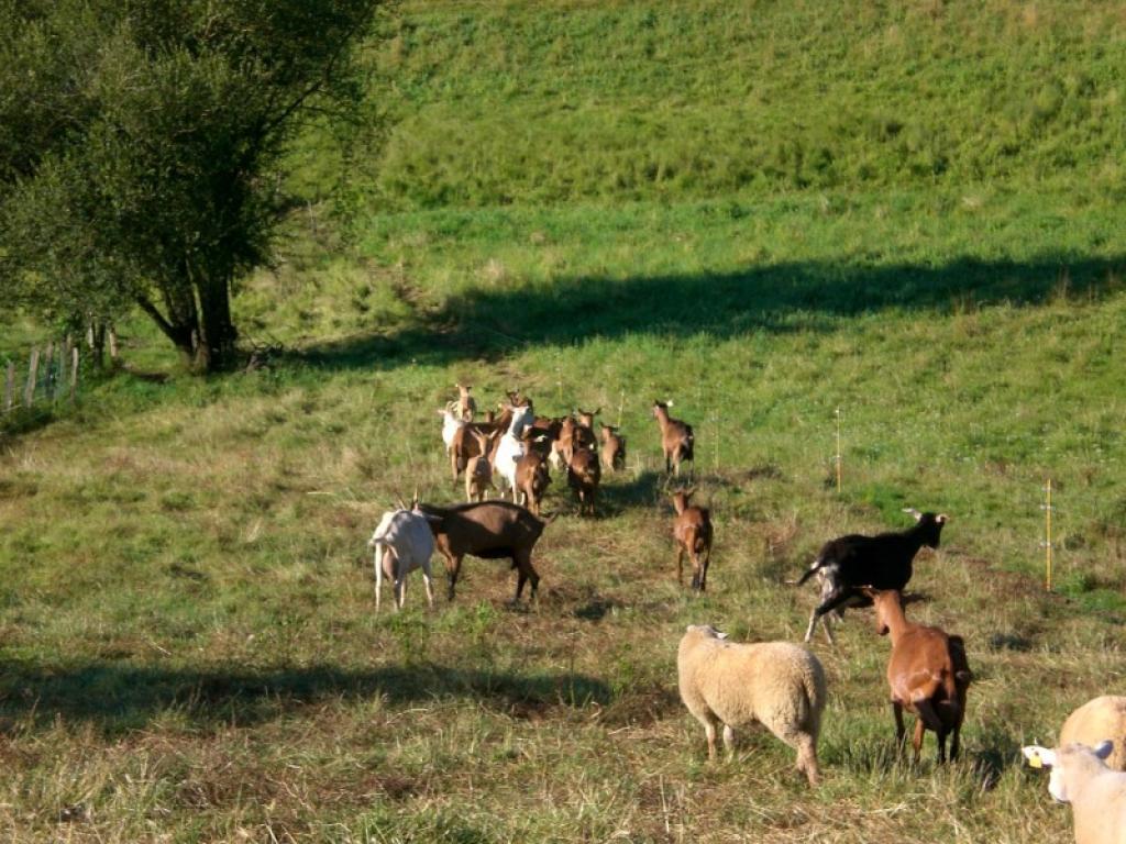 Ferme du Bancharel