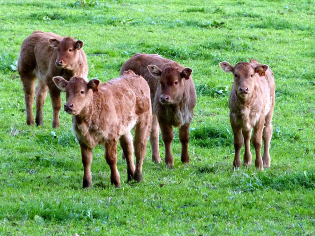 Des vergers aux berges de la Corrèze