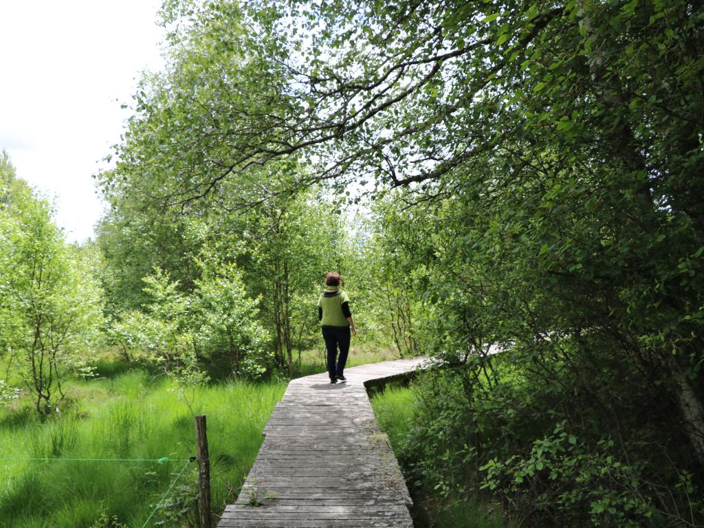 Chemin de découverte de la tourbière de Négarioux-Malsagne