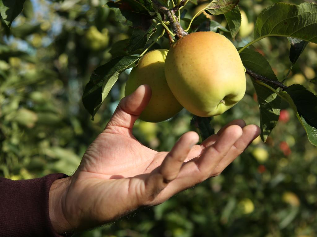 Route de la Pomme du Limousin AOP