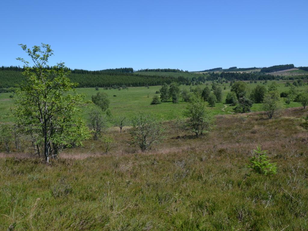 Tourbière du Longeyroux