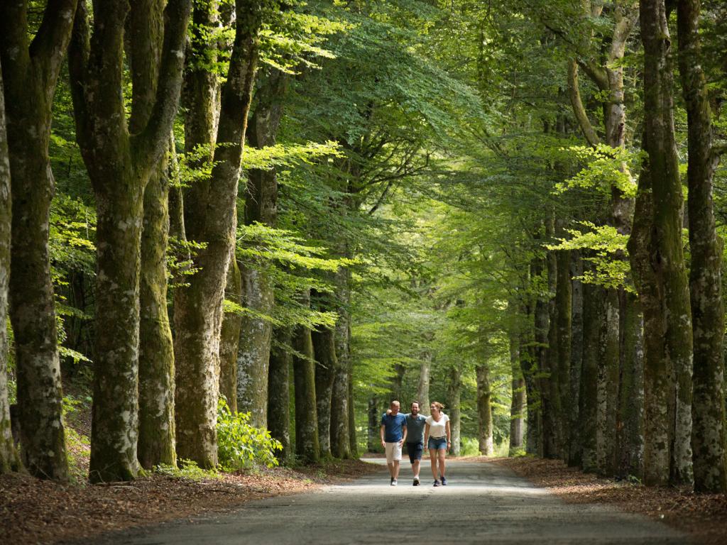 Route des Hêtres