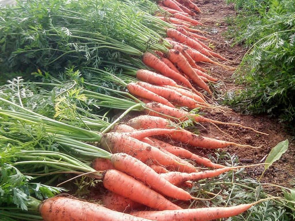 La ferme des Tuileries La ferme des Tuileries