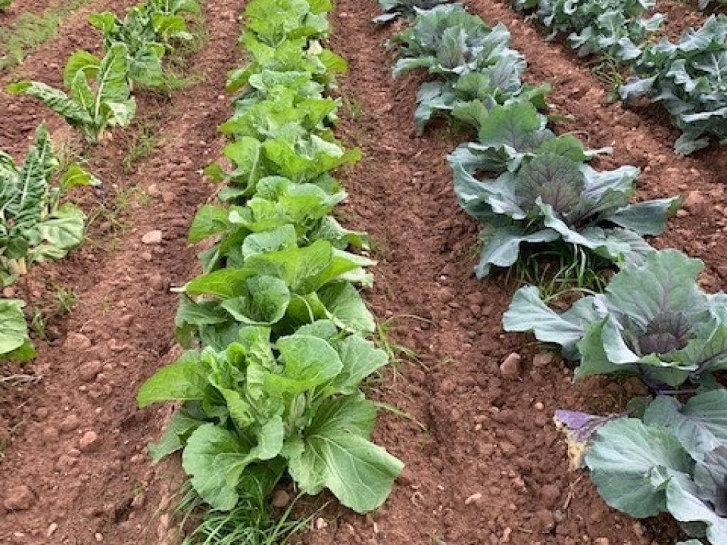 Les Jardins de Lagarde Les Jardins de Lagarde