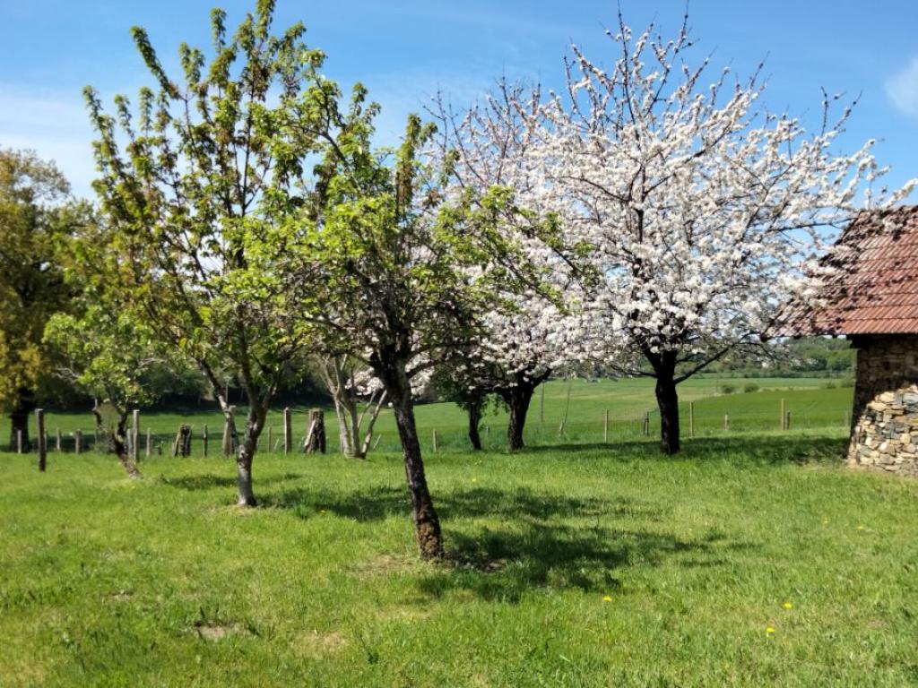 L'Hirondelle L'Hirondelle