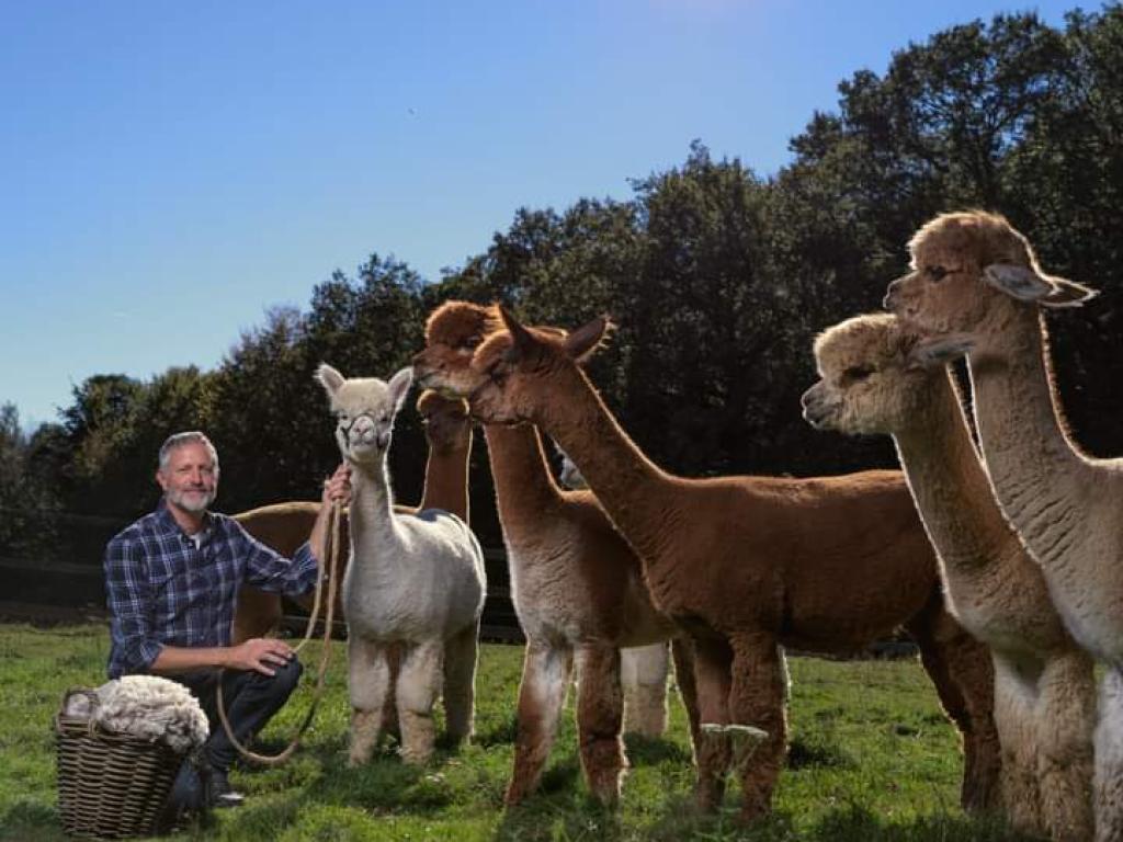 Les Alpagas de la Paneterie Les Alpagas de la Paneterie