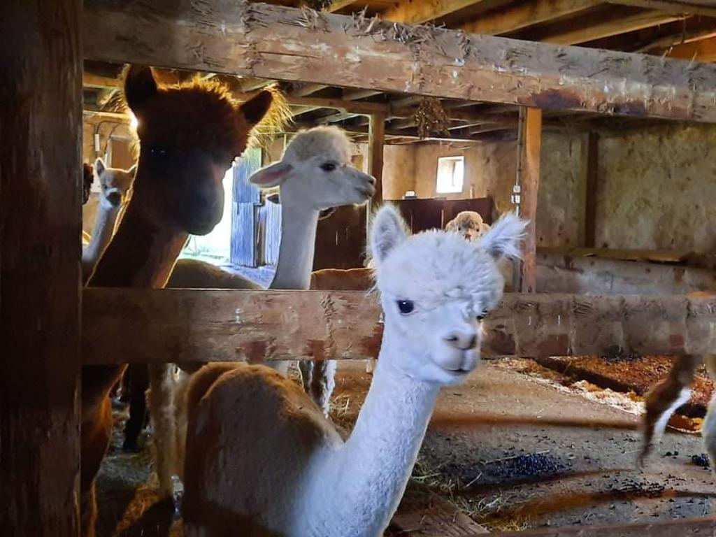 Les Alpagas de la Paneterie Les Alpagas de la Paneterie